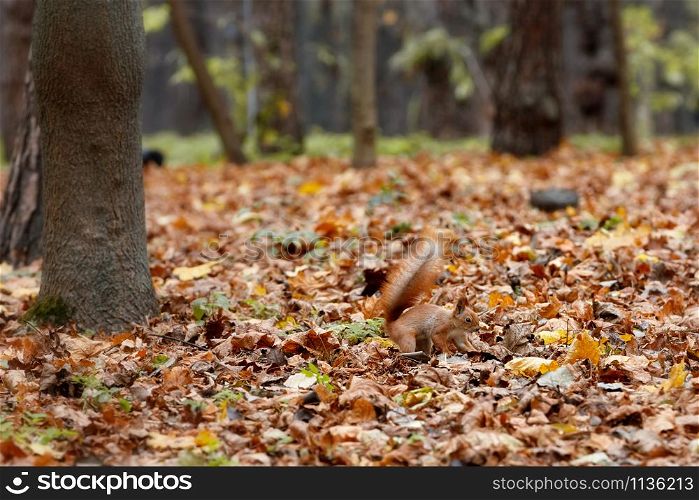 The red fluffy squirrel is barely noticeable against the background of autumn fallen leaves in the forest, it buries and hides its food supplies.. Red fluffy squirrel hides food in the fallen autumn leaves of the park.