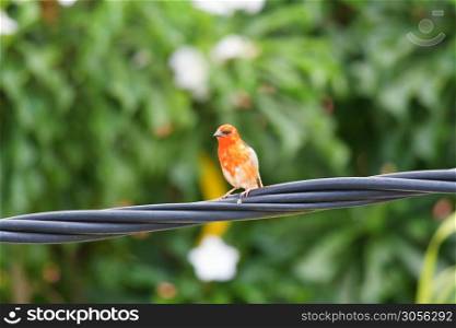 The red fody, also known as the Madagascar fody , red cardinal fody in Mauritius is native to Madagascar and introduced to various other islands in the Indian Ocean, Seycelles