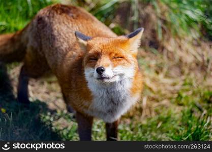 The Red Fox (Vulpes Vulpes) is the largest of the true foxes. This fox was seen at the British Wildlife Centre, Surrey, England