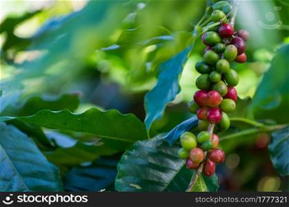 The red ripe coffee results on tree in field for coffee background.. coffee background.