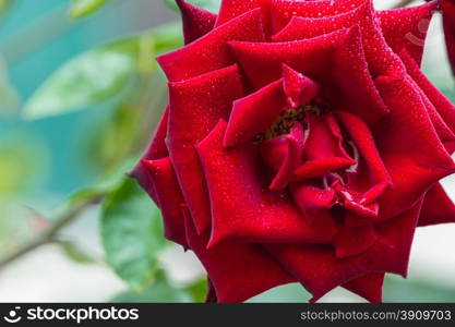 The Red rose isolated