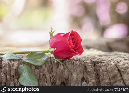 The red rose on the old wood has a blurry background with natural bokeh.