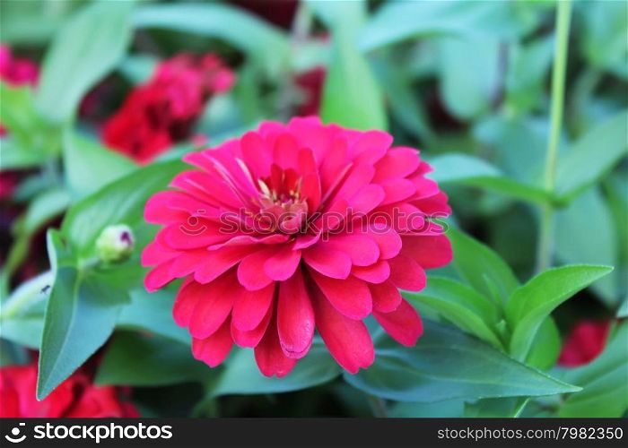 the red summer flower bloom in the garden