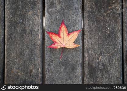 the red tree leaf on the bench