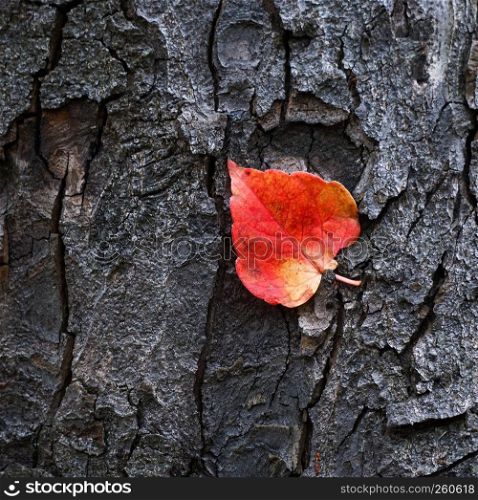the red tree leaf on the tree trunk
