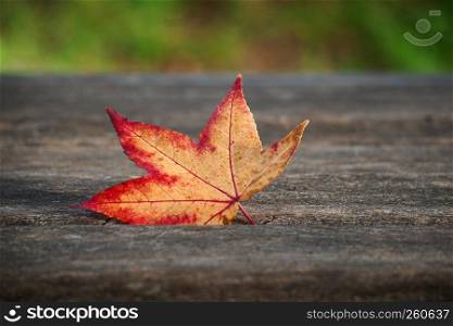 the red tree leaf ont he ground