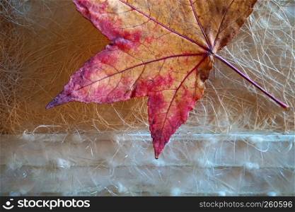 the red tree leaf texture