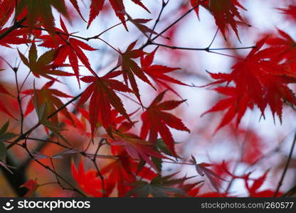 the red tree leaves in the nature