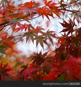 the red tree leaves in the nature