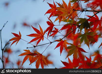 the red tree leaves in the nature