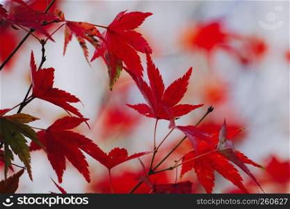the red tree leaves in the nature