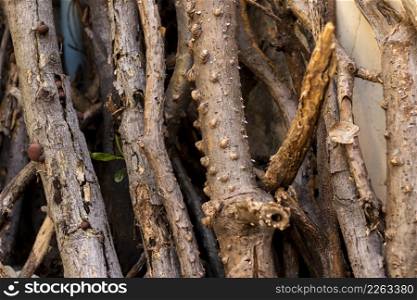 The remains of the branches that were left behind, old branch pattern background