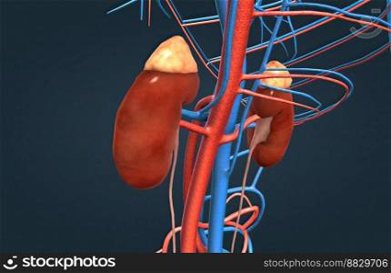 The renal artery helps in supplying the blood to the kidney from the heart while the renal vein removes the blood from the kidney. The renal artery helps in the filtration of the blood in the body through the kidney. 3D illustration. Function of the renal artery and renal vein in the kidney