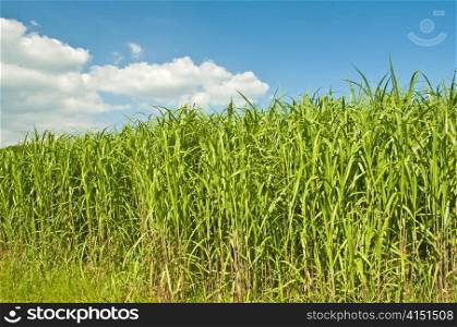 The renewable resource switch grass for heating and production of diesel. Miscanthus,switch grass