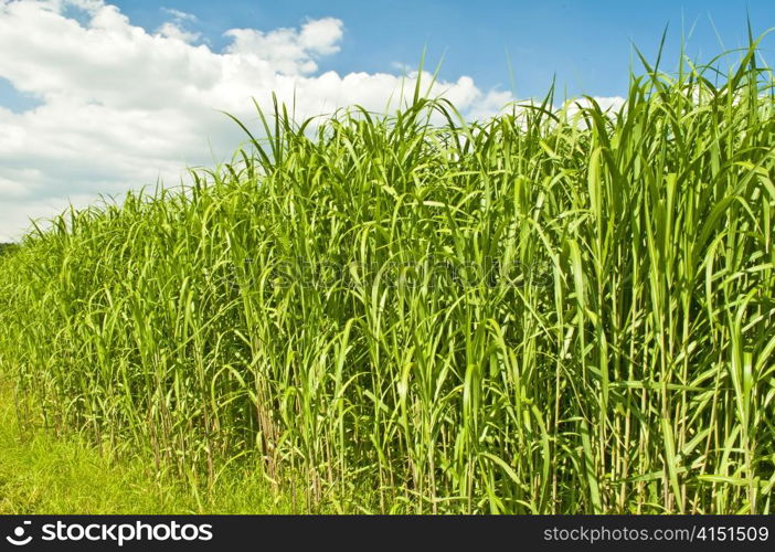 The renewable resource switch grass for heating and production of diesel. Miscanthus,switch grass