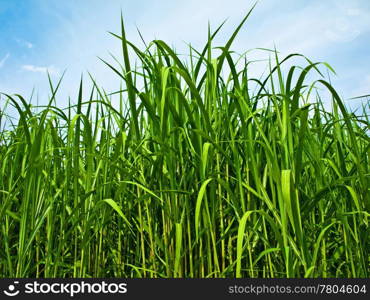 The renewable resource switchgrass for heating and production of diesel. Miscanthus,switchgrass