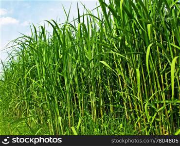 The renewable resource switchgrass for heating and production of diesel. Miscanthus,switchgrass