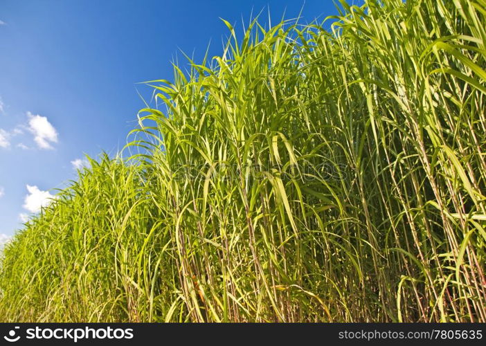 The renewable resource switchgrass for heating and production of diesel. Miscanthus,switchgrass