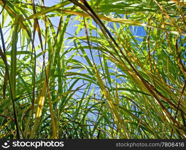 The renewable resource switchgrass for heating and production of diesel. Miscanthus,switchgrass