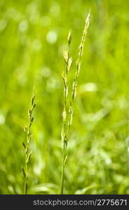 The renewable resource tall wheatgrass, energy grass. Tall wheatgrass, energy grass