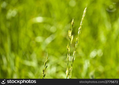 The renewable resource tall wheatgrass, energy grass. Tall wheatgrass, energy grass