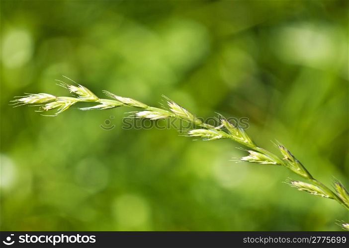 The renewable resource tall wheatgrass, energy grass. Tall wheatgrass, energy grass