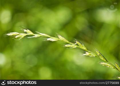 The renewable resource tall wheatgrass, energy grass. Tall wheatgrass, energy grass