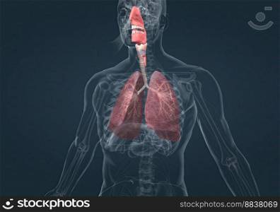 The respiratory system includes the nose, mouth, throat, voice box, windpipe, and lungs 3D illustration. The respiratory system includes the nose, mouth, throat, voice box, windpipe, and lungs.