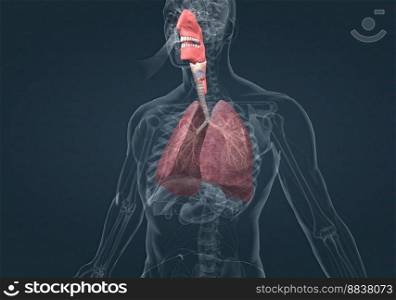 The respiratory system includes the nose, mouth, throat, voice box, windpipe, and lungs 3D illustration. The respiratory system includes the nose, mouth, throat, voice box, windpipe, and lungs.