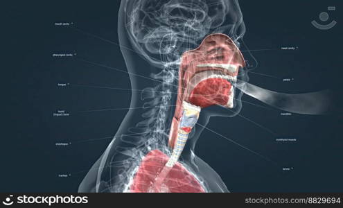 The respiratory system is the network of organs and tissues that help you breathe. It includes your airways, lungs and blood vessels 3D illustration. The respiratory system is the network of organs and tissues that help you breathe.