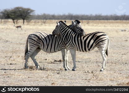 The rest of zebras, Namibia, Etosha Park