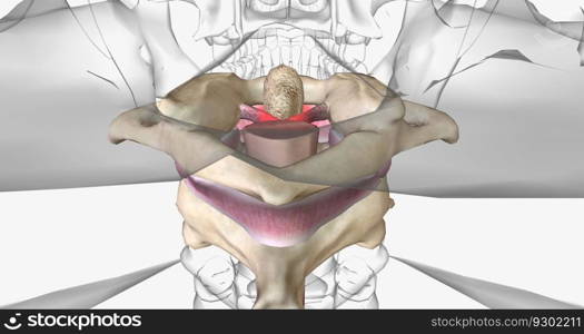The Rheumatoid Arthritis in Cervical Spine 3D rendering. The Rheumatoid Arthritis in Cervical Spine