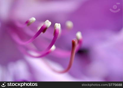 The Rhododendrons are full in bloom in the spring, photographed up close micro recording.