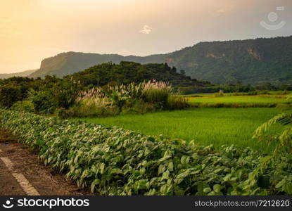 The rice fields that are lit by the sun in the evening