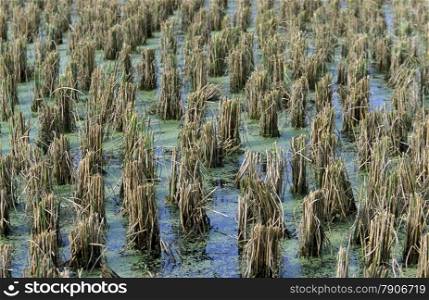 The ricefield at Pantai Cenang of Langkawi Island in the northwest of Malaysia. ASIA MALAYSIA LANGKAWI
