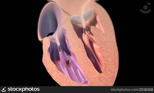 The right atrium receives blood from the veins and pumps it to the right ventricle. 3D illustration. The right atrium receives blood from the veins and pumps it to the right ventricle.