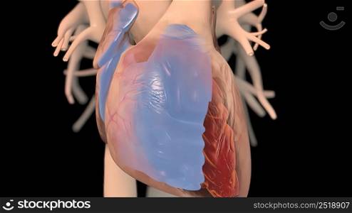The right atrium receives blood from the veins and pumps it to the right ventricle. 3D illustration. The right atrium receives blood from the veins and pumps it to the right ventricle.