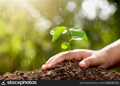 The right hand of the child is planting seedlings into the soil and there are dew drops.