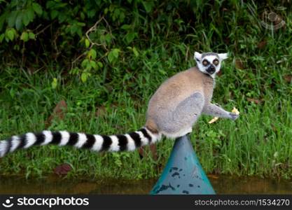 The ring-tailed lemur in the rainforest on the island of Madagascar. A ring-tailed lemur in the rainforest on the island of Madagascar