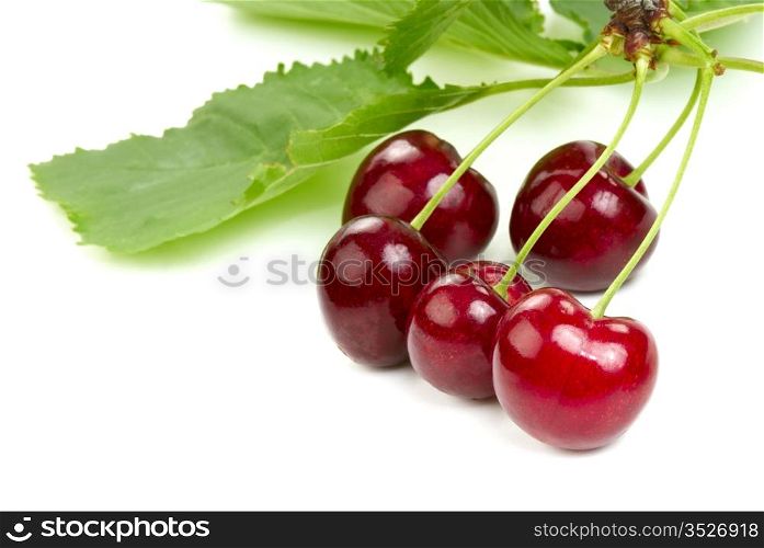 The ripe cherries on a branch with leaves