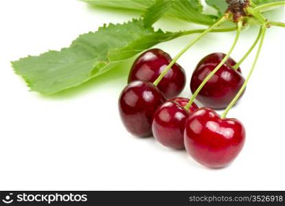 The ripe cherries on a branch with leaves