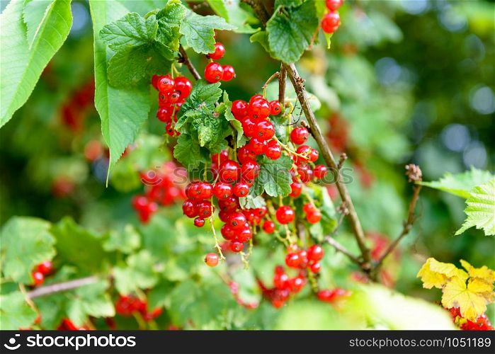 the ripe red currants in the garden