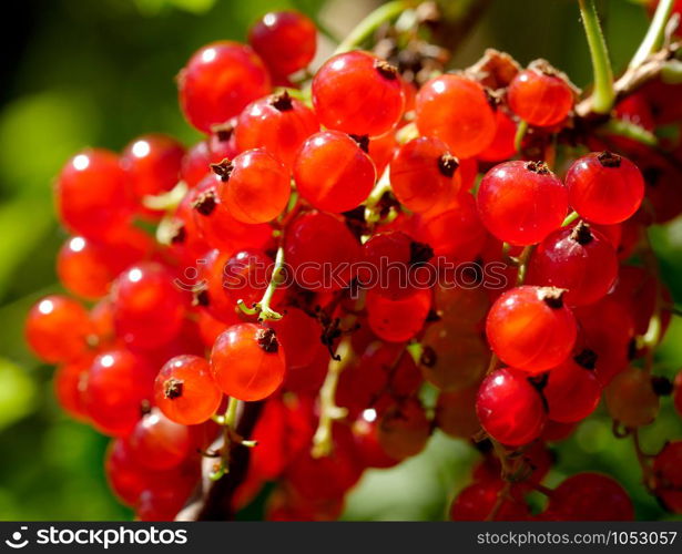 the ripe red currants in the garden