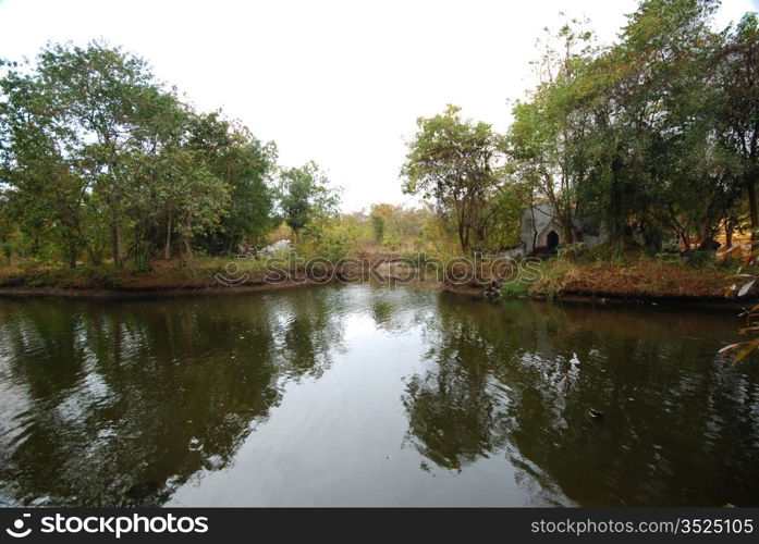 The river tree and house in the forest.