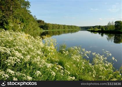 The riverside of Vilija covered with flowers