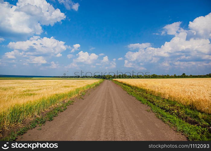 The road between the fields against the blue sky. Ripe spikelets of ripe wheat. Closeup spikelets on a wheat field against a blue sky and white clouds. Harvest concept. Focus on the horizon.. The road between the fields against. Ripe spikelets of ripe wheat. Closeup spikelets on a wheat field against a blue sky and white clouds.