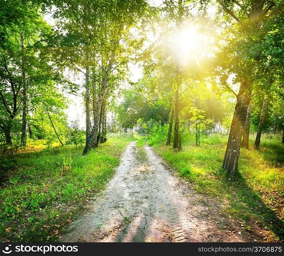 The road in a magic birch forest in sunny day