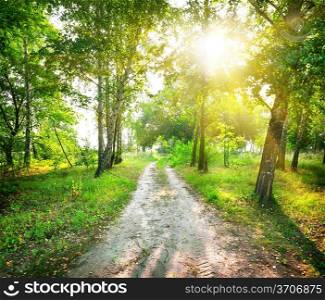 The road in a magic birch forest in sunny day