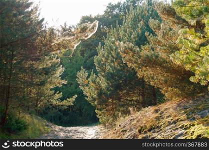 the road in a pine forest, sunlight on fir branches. sunlight on fir branches, the road in a pine forest