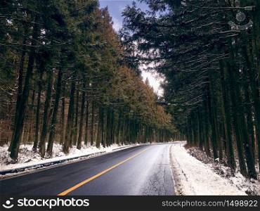 The road in a winter forest without cars. Jeju Island, South Korea